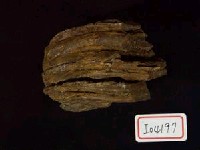 藏品(臺灣猛瑪象破乳齒片)的圖片